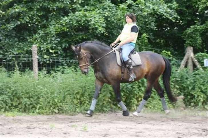 Oldenborg sentinali af danevang - første gang med sadel på billede 1