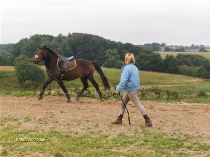 Oldenborg sentinali af danevang - stjerne hest billede 2