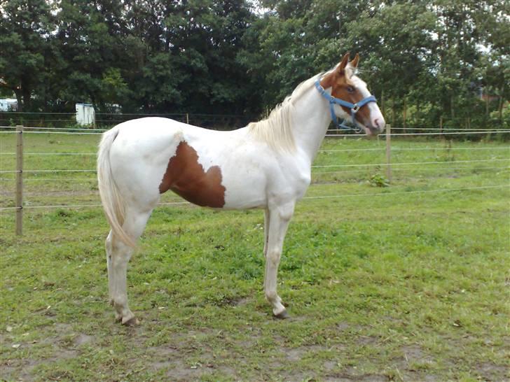 Pinto Blue Eyed Apache - Dagen efter jeg havde fået hende billede 9