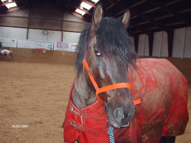 Anden særlig race Lukas - søde lille lukas. NYT billede 18