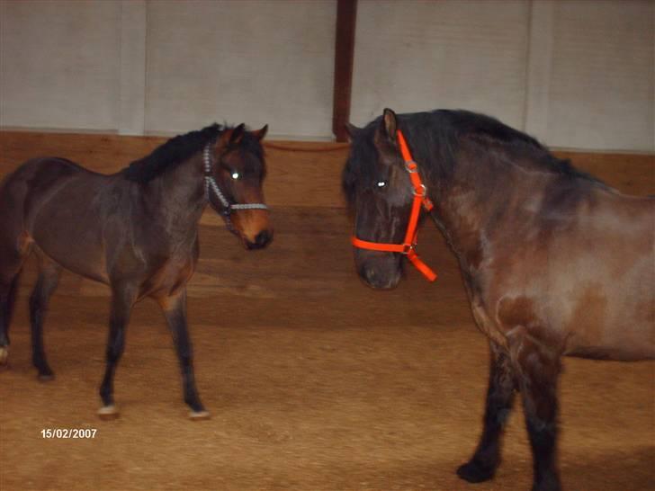 Anden særlig race Lukas - hans og lukas. NYT billede 20