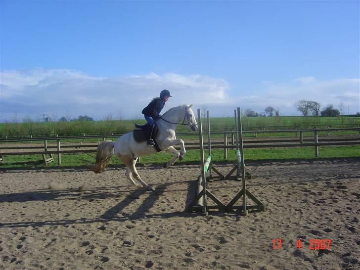 Connemara pilgaard`s silver stone  - Spring! billede 7