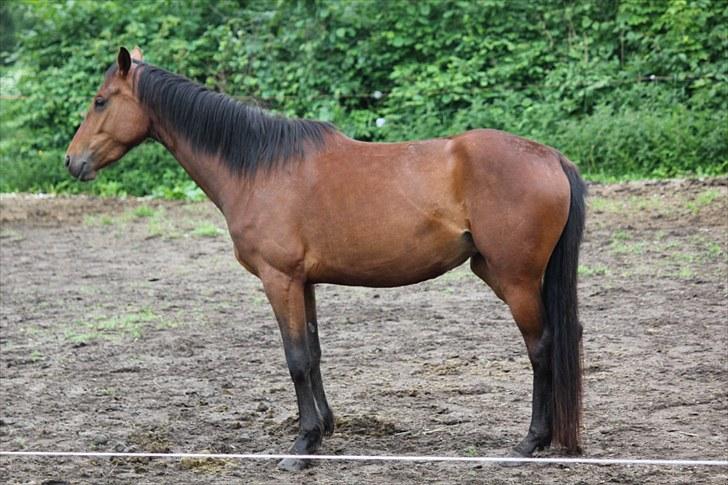 Anden særlig race Uldahls Sweet Escape - #18: 3 år og 2 måneder gammel, og nu begynder hun virkelig at ligne en rigtig hest. Så smuk hun er. billede 17