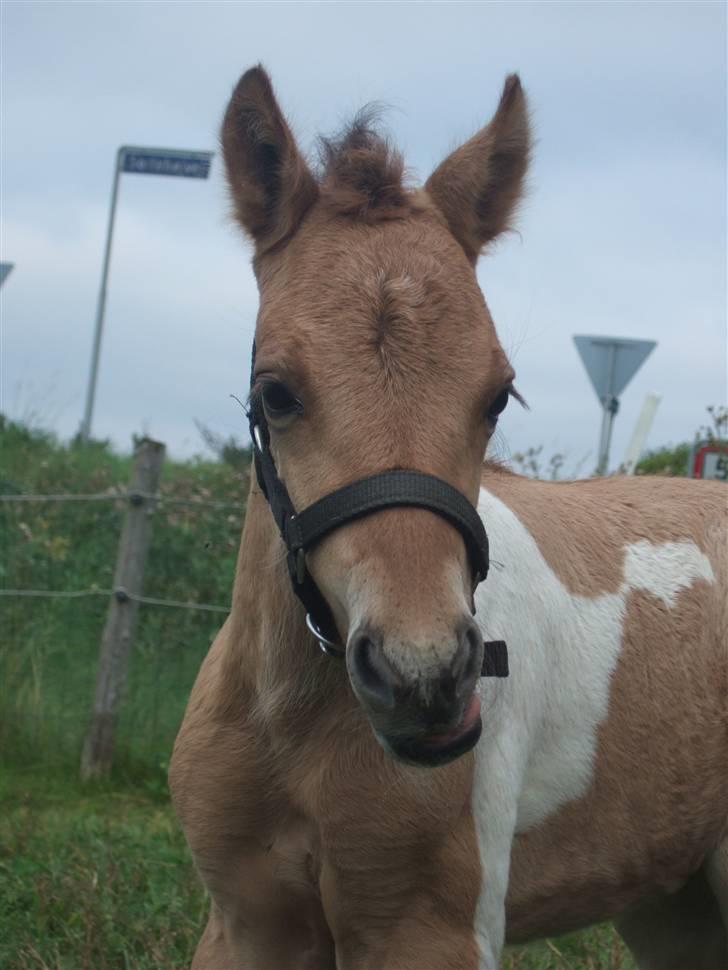Anden særlig race Prince Punto Pantani  - Se hvor smuk jeg er :) billede 1