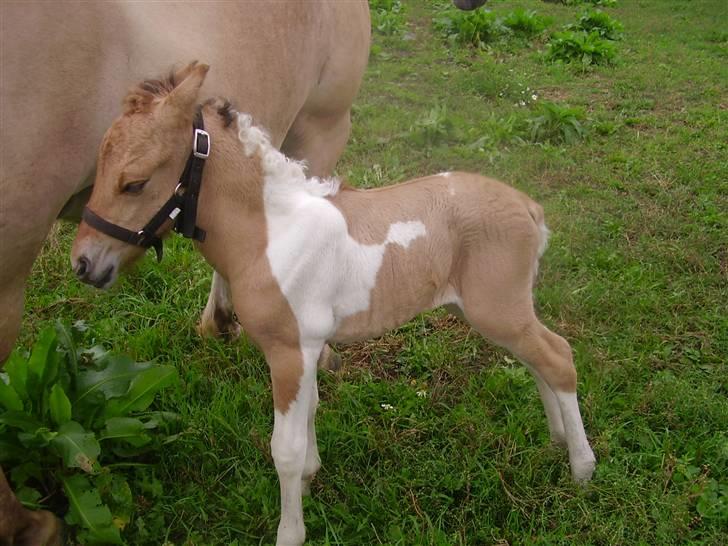 Anden særlig race Prince Punto Pantani  billede 2