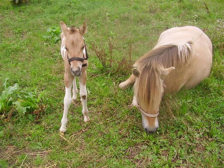 Anden særlig race Prince Punto Pantani  billede 3