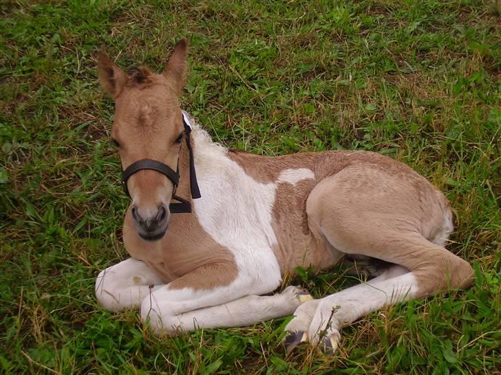 Anden særlig race Prince Punto Pantani  billede 4
