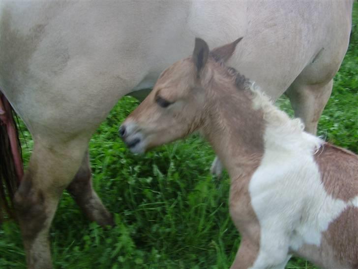 Anden særlig race Prince Punto Pantani  billede 5