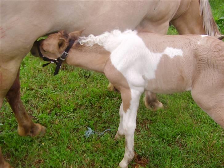 Anden særlig race Prince Punto Pantani  billede 6