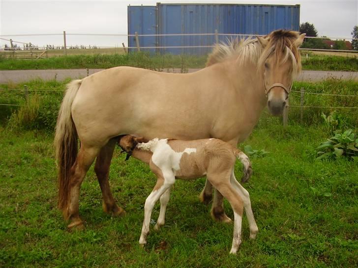 Anden særlig race Prince Punto Pantani  - En stolt mor :D billede 7