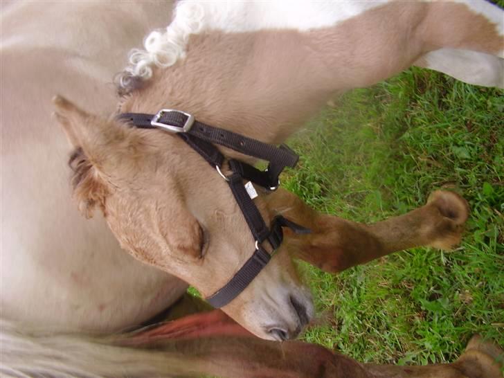 Anden særlig race Prince Punto Pantani  billede 8