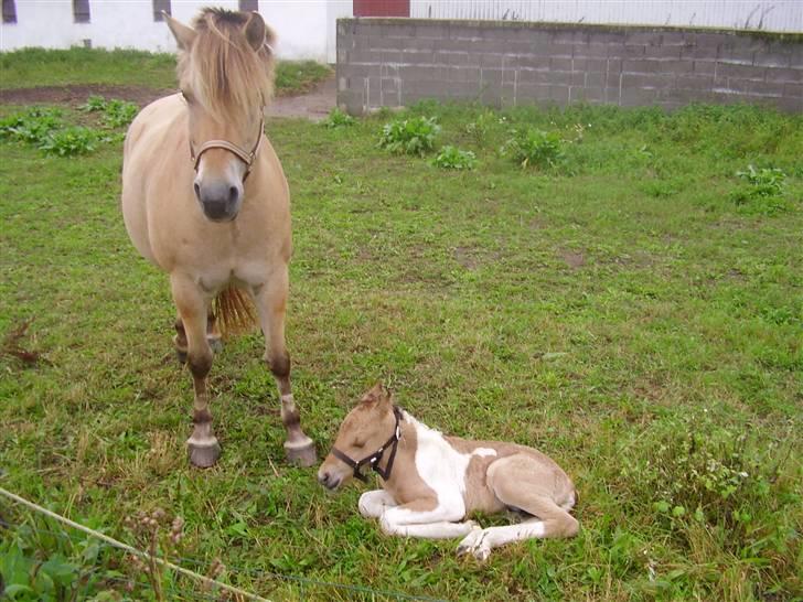 Anden særlig race Prince Punto Pantani  billede 9