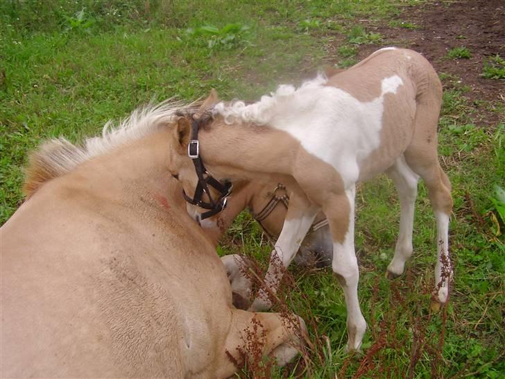 Anden særlig race Prince Punto Pantani  - Mooarr du lovede du ville lege nu ? ... billede 10