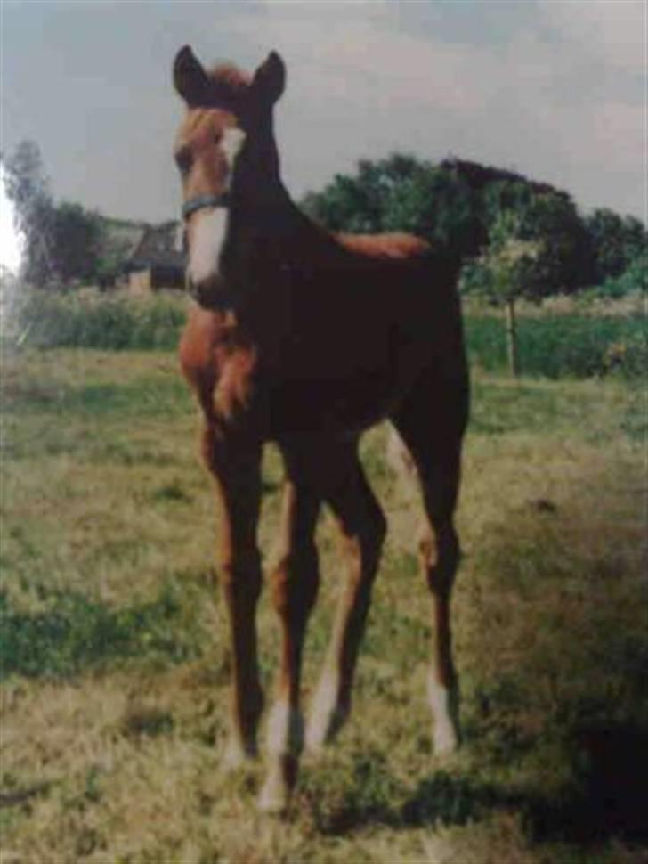 Holstener Zarina von Harknag  † 31.1.2012  †  - Von H Som lille :)  billede 5