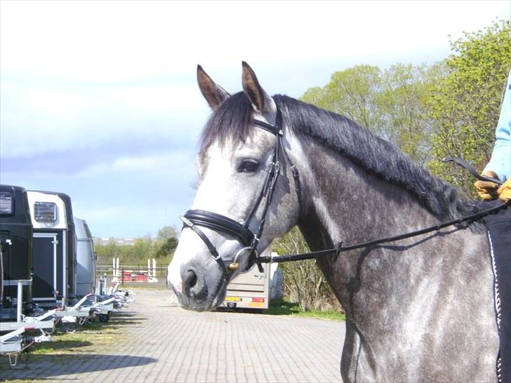 Holstener Zarina von Harknag  † 31.1.2012  †  - Fotograf: Nete heisel billede 11