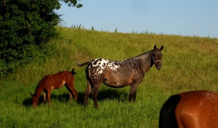 Knabstrupper Mardi Gras - 2 | Maddie 7 / 6 08 - Synes det billede er lidt idyllisk :) billede 2