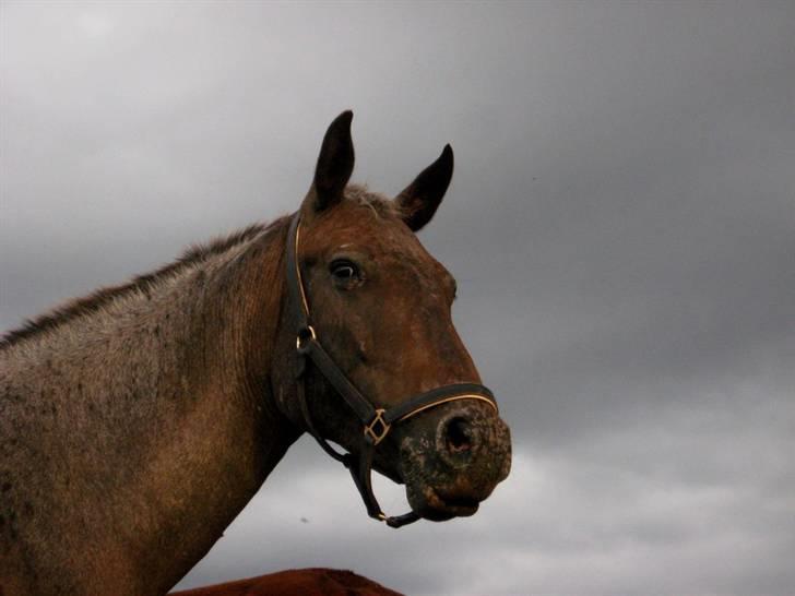 Knabstrupper Mardi Gras - 3 | Mardi Gras 21 / 8 08 - Søde Maddiegris billede 3