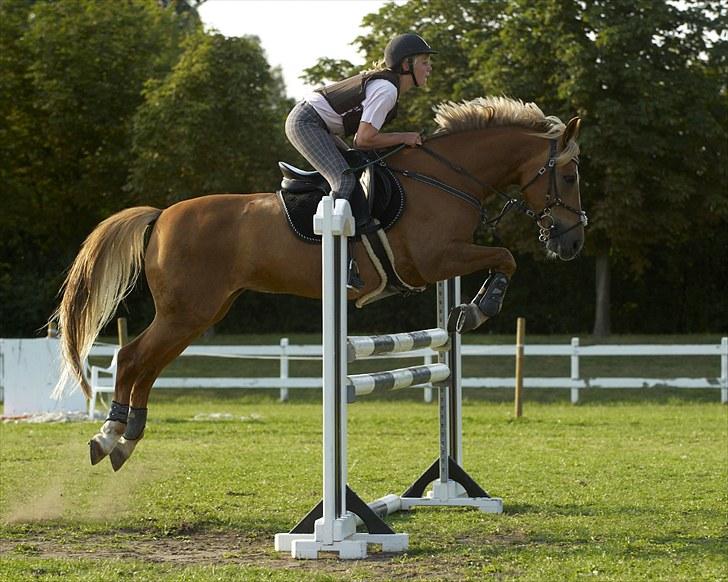 Anden særlig race Liane 154 * *Himmelhest** - MB** Til SIV Academy billede 1