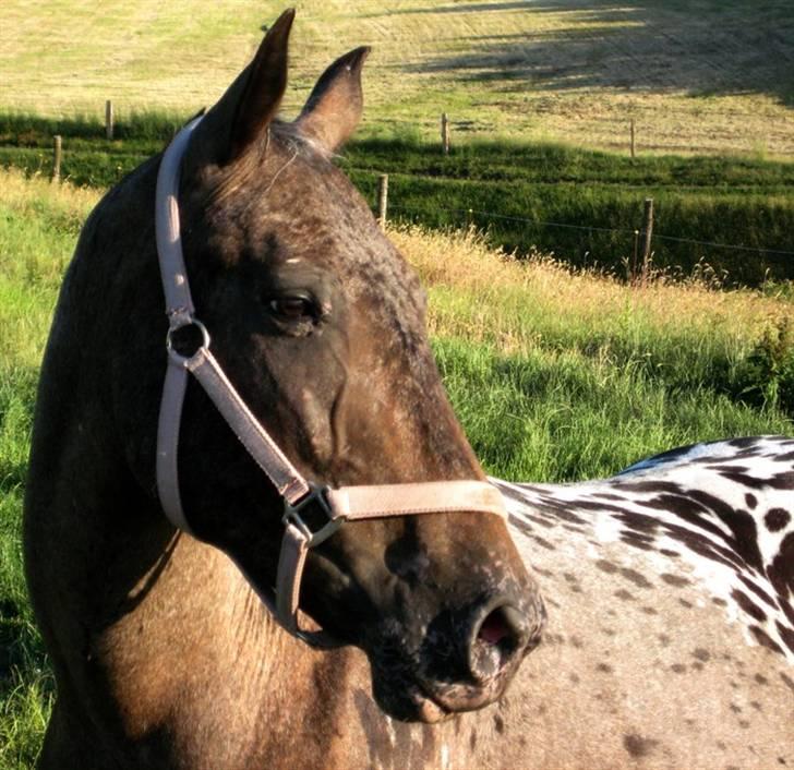 Knabstrupper Mardi Gras - 11 | Mardi Gras 7 / 6 - hun ser bare så glad ud :) billede 11