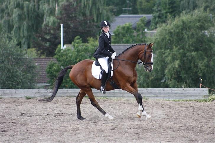 Anden særlig race Niko *Pops*Tøsedreng* - Sommeren 10 - Stævne Gedsted, fotograf Sandie billede 14