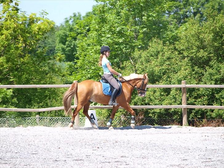 Anden særlig race Mr.Latino  **B-pony** solgt - træning på en varm dag ;) billede 1