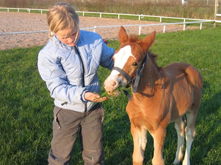 Anden særlig race Miss Breeze - så skal der spises græs!! mums.. foto. far billede 1