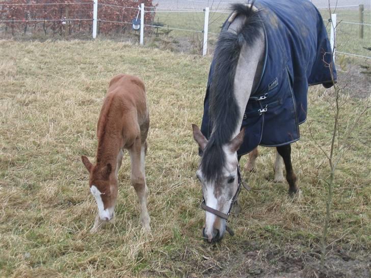 Anden særlig race Miss Breeze - første dag hvor Breeze kom på græs.. hun kan næsten  gå.. hehe billede 2