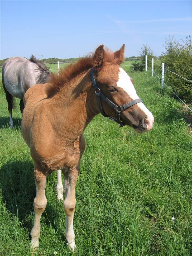 Anden særlig race Miss Breeze - ca. en uge efter Breeze kom til  verden.. foto. mig  billede 3