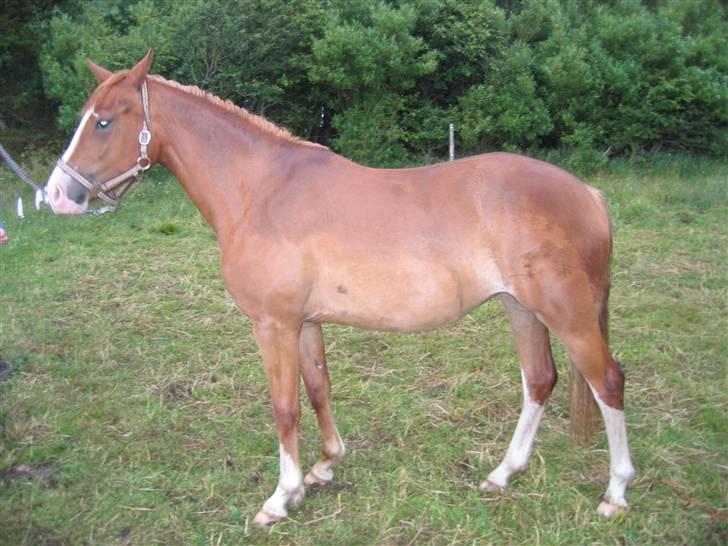 Anden særlig race Miss Breeze - her står hun så .. hun er så dejlig.. billede 6