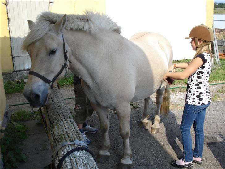 Fjordhest Bamse Solgt april 09 billede 1