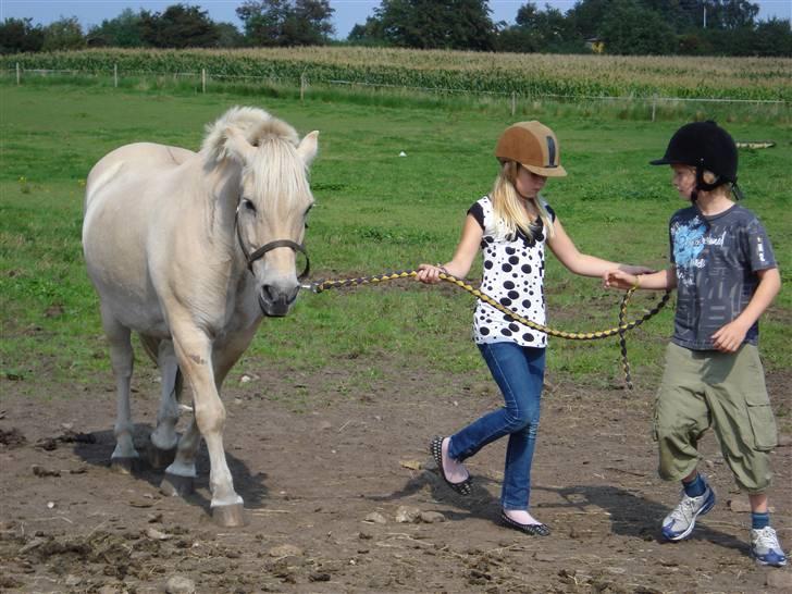 Fjordhest Bamse Solgt april 09 - så går vi ind bamse... vil du holde ham spørg mie sin ven.. billede 2