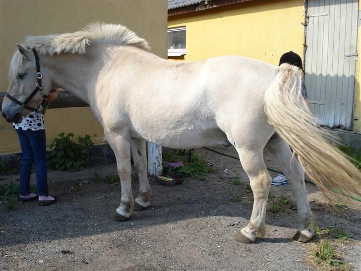 Fjordhest Bamse Solgt april 09 - så bliver der strilet.. billede 3