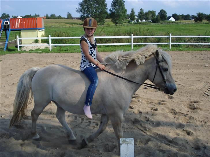 Fjordhest Bamse Solgt april 09 - Jeg kom op.. billede 6