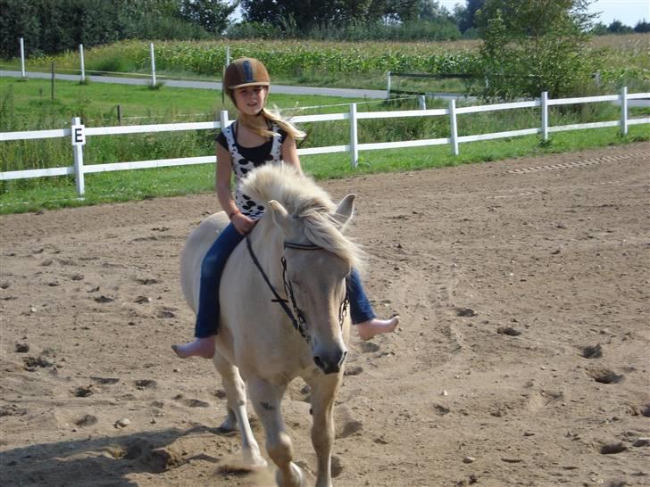 Fjordhest Bamse Solgt april 09 billede 7