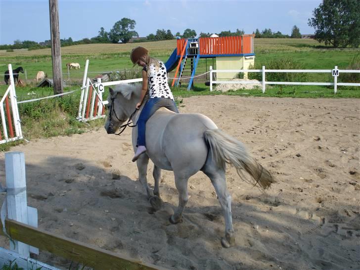 Fjordhest Bamse Solgt april 09 - Er han strilet ordentligt !!!  billede 8