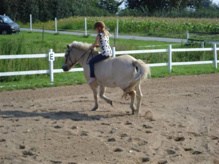 Fjordhest Bamse Solgt april 09 billede 9