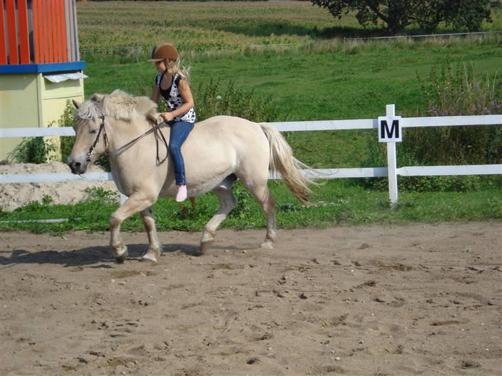 Fjordhest Bamse Solgt april 09 - Hu hej hvor det går, også i stømpesokker.. billede 10