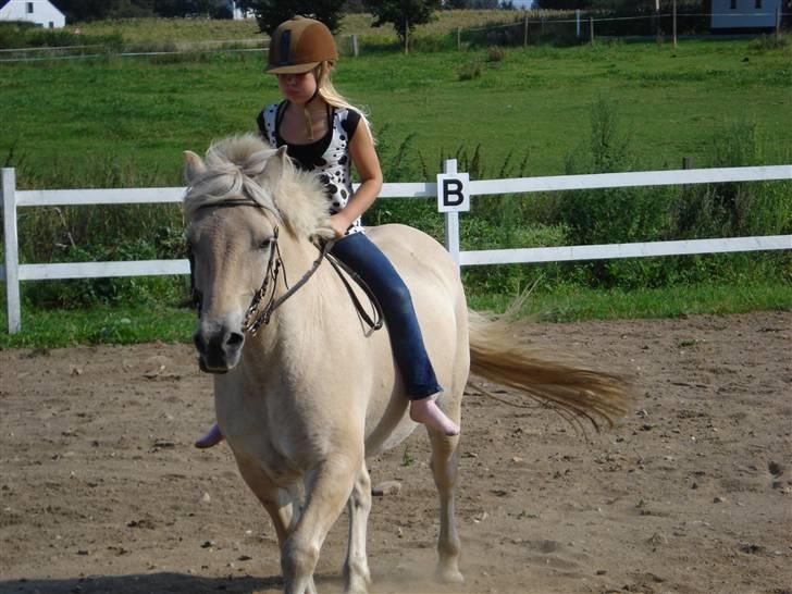 Fjordhest Bamse Solgt april 09 billede 11