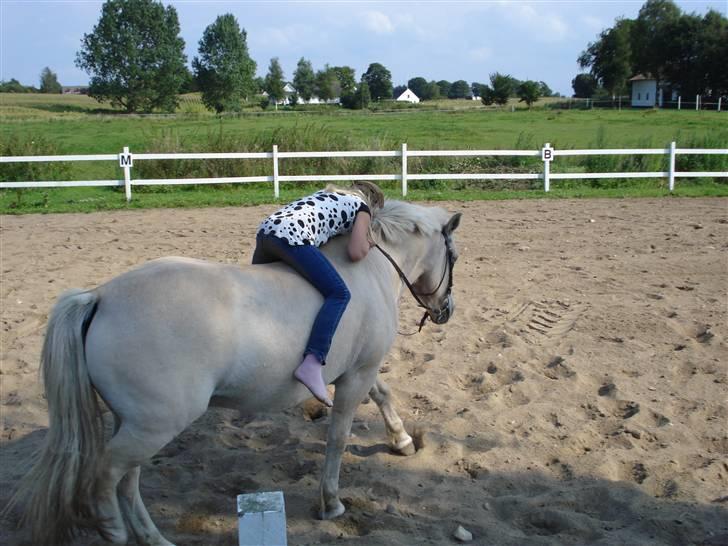 Fjordhest Bamse Solgt april 09 - Tak for en god ride tur bamse. Kramme kramme.. billede 12