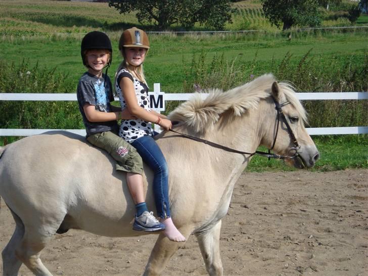 Fjordhest Bamse Solgt april 09 - Mies ven ville gerne have en tur bag på. billede 13