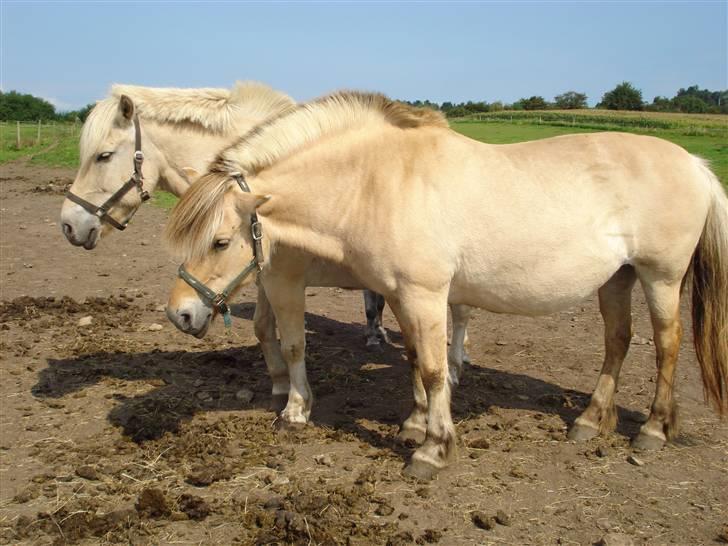 Fjordhest Bamse Solgt april 09 - Her ser i bamses aller bedste ven tulle. billede 14