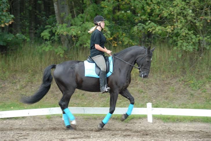 Anden særlig race Troldhøjs Cheval - Galop Fido<3   Foto: Farfar billede 3