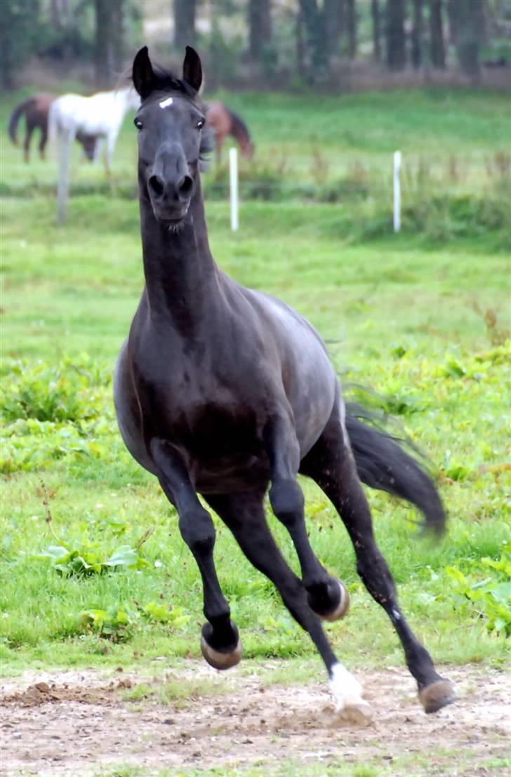 Anden særlig race Troldhøjs Cheval - Fido har set et spøgelse. bileedet er taget inden hyppen døde af skræk;)    foto: Farfar billede 6