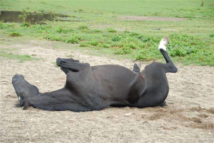 Anden særlig race Troldhøjs Cheval - Fido kan ikke være ren i mere end to min :D          Foto: Farfar billede 7