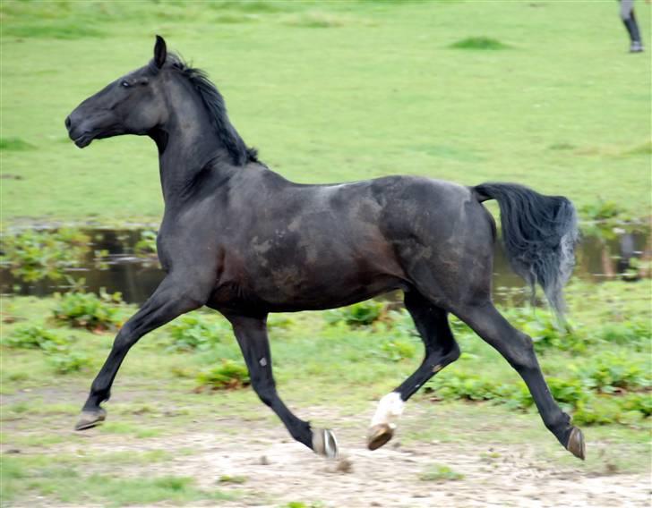 Anden særlig race Troldhøjs Cheval - I belive I can fly <33           Foto:  Farfar billede 8