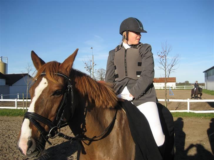 Anden særlig race FLYING DUTCHMANN *SOLGT* - til stævne i klarup billede 20