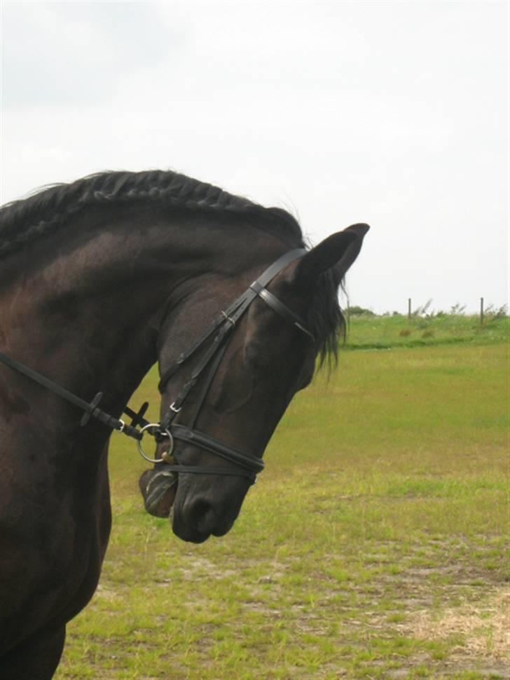 Frieser Umo af banegaarden R.I.P *1998-2011* - Umo´s smukke hovede.. billede 8
