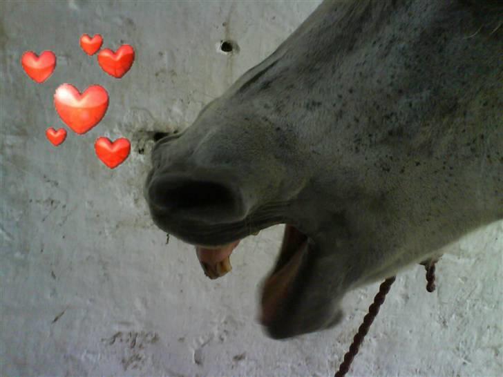 Anden særlig race Emil - Gaaab! billede 2