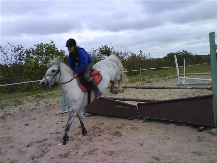 Anden særlig race Emil - Her springer jeg en meter billede 3