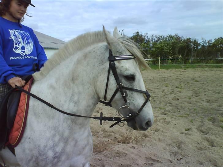 Anden særlig race Emil - rider lige igen<3 billede 4